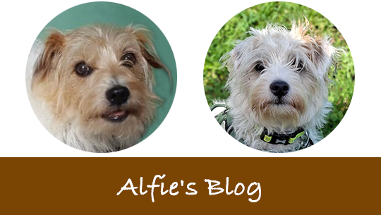 Alfies blog