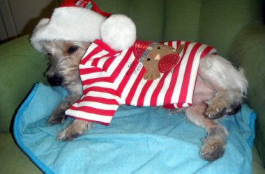 A dog’s Christmas