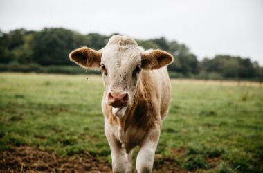 Cows in the fields