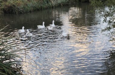 Geese enjoying their first trip on the water