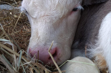 The power of therapeutic cows