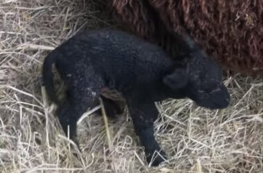 Dorset spring lamb.