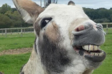 Dorset Donkey