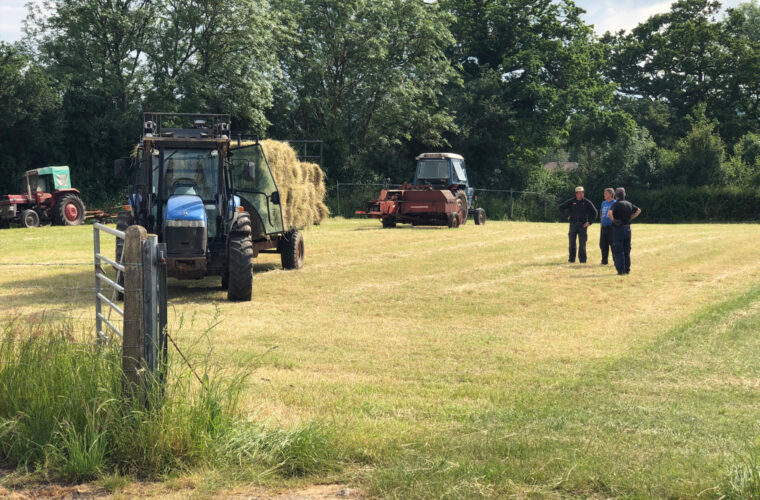Dorset hay making.