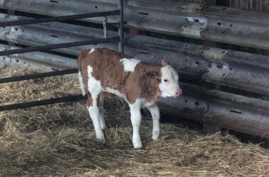 New born Dorset calf