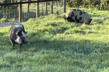 Dorset Pigs