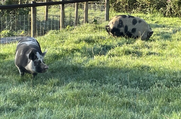 Dorset Pigs
