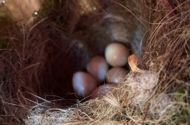 Robins Nest