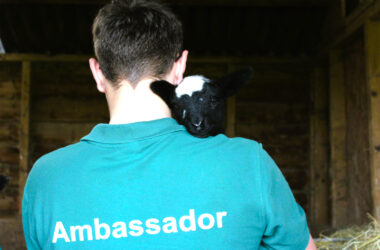 Young Ambassador’s over 16’s Update