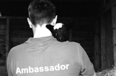 Young Ambassadors Questions