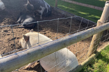 Happy pigs in the sunshine