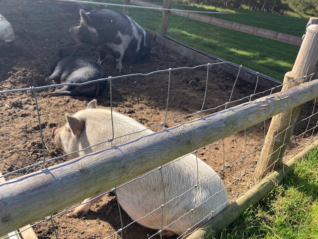 Happy pigs in the sunshine