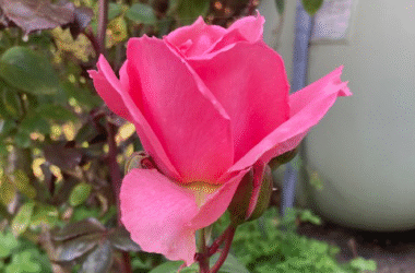 Perfect Blossom
