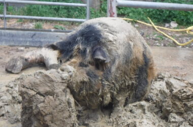 Pigs